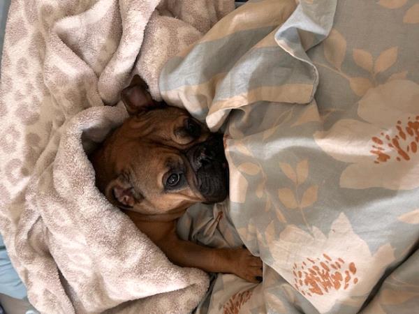 /Images/uploads/Long Island Bulldog Rescue/LIBR-2025-Calendar/entries/33528thumb.jpg